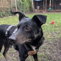 Der sanfte Berny möchte endlich ankommen, Hund zur Adoption