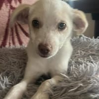 Kleine Tessa sucht Traumzuhause, Hündin zur Adoption