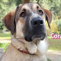 Cora - aktiv und freundlich, Hündin zur Adoption