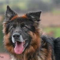 Ayo sucht aktive Menschen, Hund zur Adoption