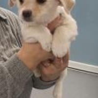 Carla, Hündin zur Adoption