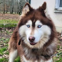 RIVYDER, chien à adopter