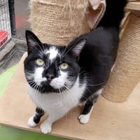 SMOKY, chat à adopter