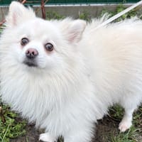 ORIO, chien à adopter