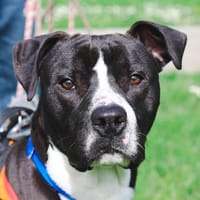 KODA, chien à adopter