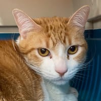 CASSIS, chat à adopter