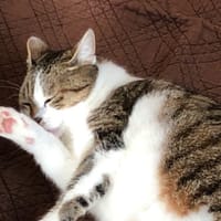 Sakura (réservée), chatte à adopter