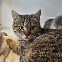VIOLETTE, chatte à adopter