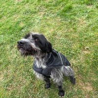 SHERLOCK, chien à adopter