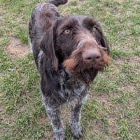 GRIOTTE, chienne à adopter