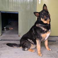 NETA, chienne à adopter