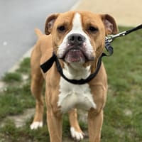 ROSKO, chien à adopter