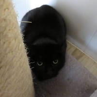 BLACKIE, chat à adopter