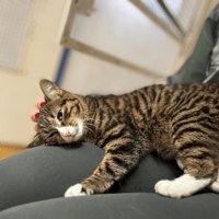 ABOTT A17318, chat à adopter