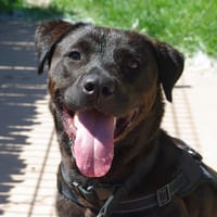 JODY, chienne à adopter