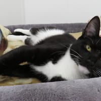 TOKYO, chat à adopter