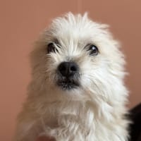 POPPY, chienne à adopter