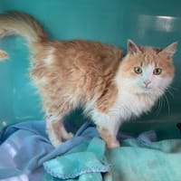 CORN FLAKES, chat à adopter