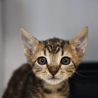 FICELLE (en cours d'adoption), chat à adopter