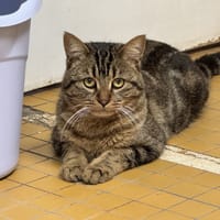 MUFASA A17323, chat à adopter