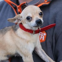 Nino HAA24715, chien à adopter