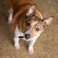 SAM, chien à adopter