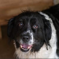 JANA, chienne à adopter