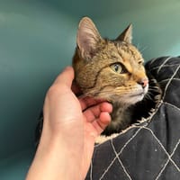 GAUFRETTE A17323, chatte à adopter