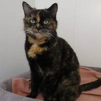 AMBER, chatte à adopter