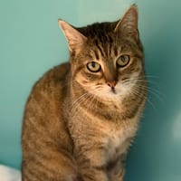 Grisette CAB4966, chatte à adopter