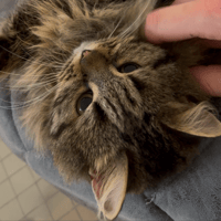 BATOUL A17317, chat à adopter