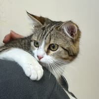 ZINE, chatte à adopter