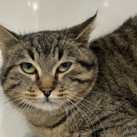 AZARY, chatte à adopter