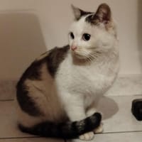AMALIA, chatte à adopter
