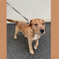 VOLT HAA2424719, chien à adopter