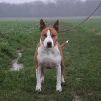 SKITTLES, chien à adopter