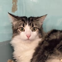 ZEN, chat à adopter