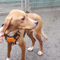 CHLOÉ VAA, chienne à adopter