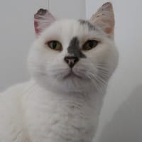 PELIX, chat à adopter