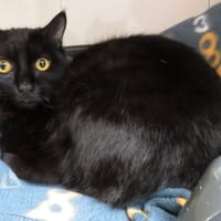 pepito (réservé), chat à adopter