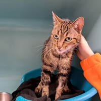 FERRARI QCT, chatte à adopter