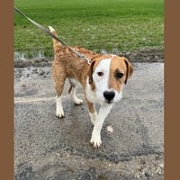 VEGAS HAA24718, chien à adopter