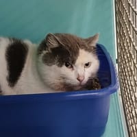 Law, chat à adopter