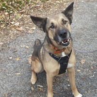 BUDDY, chien à adopter