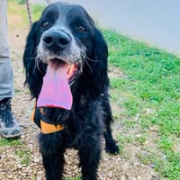 UNO, chien à adopter