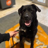 OAA19938 IZZY, chienne à adopter