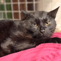 VICO, chat à adopter