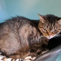 NENETTE QCT, chatte à adopter