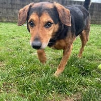 Rudy, chien à adopter