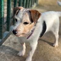 HADES, chien à adopter